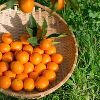 薩摩金柑物語3個入り