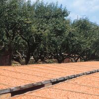 和歌山 紀州南高梅 梅満開 うす塩味（塩分6%）400g（20g×20粒）