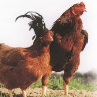 福島 川俣シャモ詰め合せ