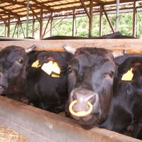 滋賀 「徳志満」 近江牛焼肉・ステーキ (ステーキ 150g×4枚 焼肉 バラ 1kg)