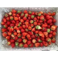 【期間限定】紅ほっぺ 小粒いちご≪お届け期間：2025/12/4～2026/6/30≫