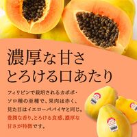 レッドパパイヤ 9玉