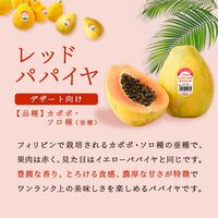 レッドパパイヤ 9玉