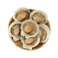 北海道産 帆立片貝 6個