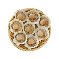 北海道産 帆立片貝 8枚