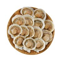 北海道産 帆立片貝 14枚