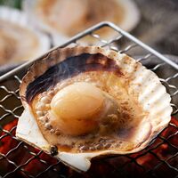 北海道産 帆立片貝 14枚