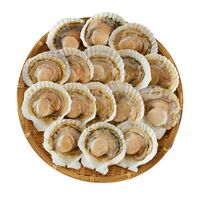 北海道産 帆立片貝 16枚