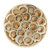 北海道産 帆立片貝 20枚