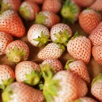 淡雪 500gパック / 冷凍フルーツ デザート 苺 いちご イチゴ