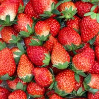 【期間限定】紅ほっぺ MIX 1kg (サイズ、形いろいろ）≪お届け期間：2025/12/4～2026/6/30≫