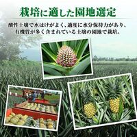 【業務用】パイナップル 小玉 20玉 約14kg 甘熟王パイン / 送料無料 フルーツ 果物
