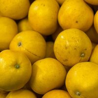 河内晩柑 500g×2パック / 冷凍フルーツ デザート みかん ミカン オレンジ