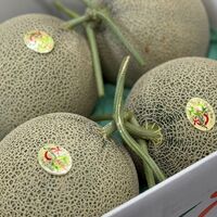 らんこし赤肉メロン 500g×2パック / 冷凍フルーツ デザート