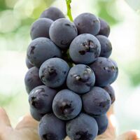 国産冷凍フルーツ 贅沢3種パック / ギフト デザート 国産