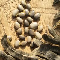 【上代厳守】熊本県産 むくな豆粉末 / ムクナ豆 国産 ポスト投函 送料無料