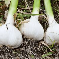 【上代厳守】九州産にんにく卵黄 極 / サプリ ポスト投函 送料無料