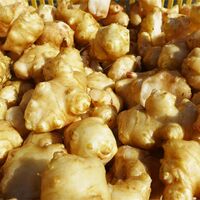 【上代厳守】熊本県産 菊芋の粉末 / イヌリン 国産 きくいも ポスト投函 送料無料