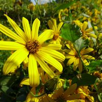 【上代厳守】熊本県産 菊芋の粉末 / イヌリン 国産 きくいも ポスト投函 送料無料