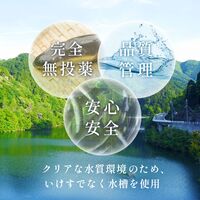 【紅白】フィレうなぎ（１尾）※蒲焼２＋白焼２ / 鰻 ウナギ ギフト 送料無料