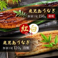【紅白セット】鹿児島うなぎ無頭 （蒲焼1尾150g＋白焼1尾120g）×1セット ※タレ・山椒付 / 鰻 ウナギ ギフト 送料無料
