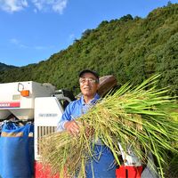 【上代厳守】しまんとの米農家に丹誠込めて育てられた、四万十のお米 3kg / 国産 米 常温 送料無料