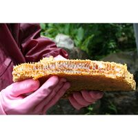 【上代厳守】四万十のニホンミツバチが集めた蜂蜜 SHIMANTO LOCAL HONEY 140g / 国産 はちみつ ハチミツ 常温 送料無料