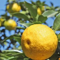 【上代厳守】無添加・無香料 ［高知の柚子ドリンク］6倍希釈 / 国産 ジュース 常温 送料無料