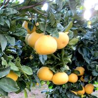 【上代厳守】無添加・無香料 ［高知の文旦ドリンク］4倍希釈 / 国産 ジュース 常温 送料無料