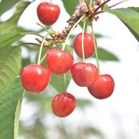 【母の日】山形県産ハウスさくらんぼ佐藤錦 母の日セット《お届け期間：2026年5月9日～2026年5月10日》 / 冷蔵 送料無料