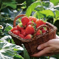 【母の日】 完熟いちごミルクプリン＆グリーティングカード KJ-PK5GTC 1854-256 【二重包装不可】《お届け期間：2026年5月8日～2026年5月10日》 / 冷凍 送料無料 セット ギフト プリン カード