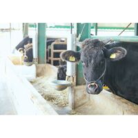 香川 オリーブ牛 肩ロースすき焼きしゃぶしゃぶ400g / 冷凍 送料無料 牛肉 和牛 国産