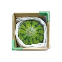 【お中元】いずみ会の山形県産 尾花沢小玉すいか 1玉≪供給期間：2026/7/15～2026/7/22≫ / 常温 送料無料 すいか スイカ