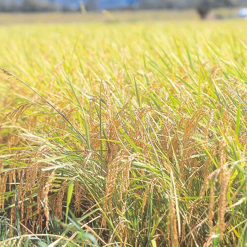 新潟県産 特別栽培米こしひかり