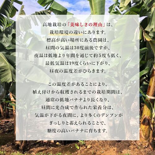 【業務用】 訳あり甘熟王バナナ 約5kg