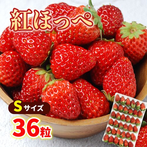 【期間限定】紅ほっぺ Sサイズ(36粒)  ≪お届け期間：2025/1/7～2025/6/30≫