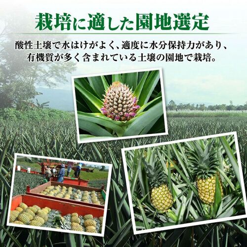 【業務用】パイナップル 小玉 7玉 約5kg 甘熟王パイン / 送料無料 フルーツ 果物