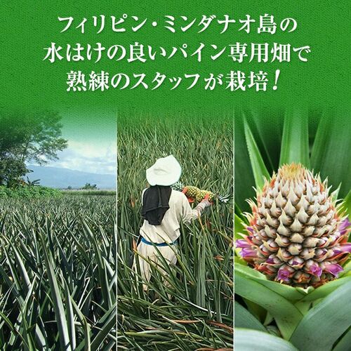 【業務用】パイナップル 小玉 7玉 約5kg 甘熟王パイン / 送料無料 フルーツ 果物