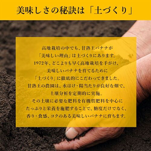【夏季限定】業務用 訳あり甘熟王バナナ 約15kg《ご注文期間：7/1～9/30》