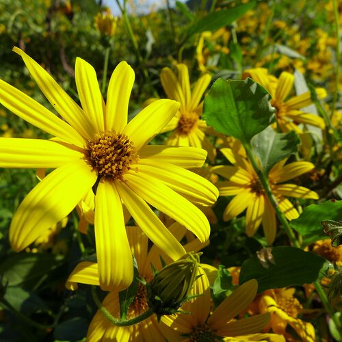 【上代厳守】熊本県産 菊芋の粉末 / イヌリン 国産 きくいも ポスト投函 送料無料