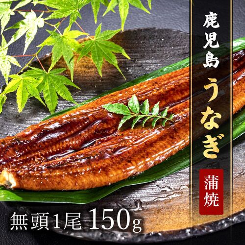 鹿児島うなぎ無頭 蒲焼1尾150g × 1P ※タレ・山椒付 / 鰻 ウナギ ギフト 送料無料