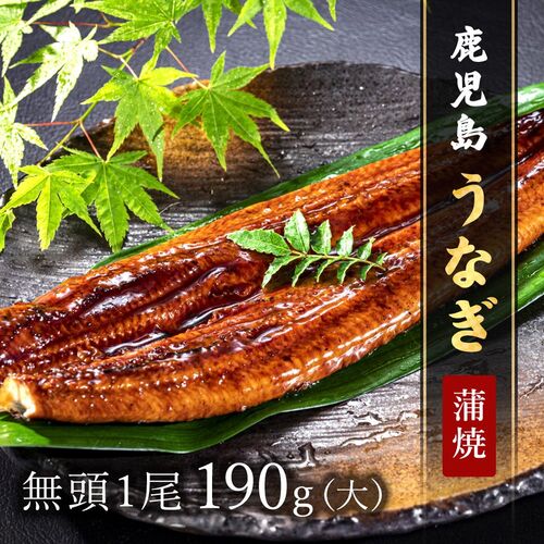 鹿児島うなぎ無頭 蒲焼1尾（大）190g × 1P ※タレ・山椒付 / 鰻 ウナギ ギフト 送料無料
