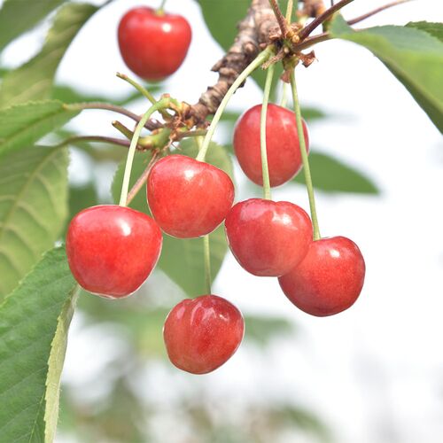 【母の日】山形県産ハウスさくらんぼ佐藤錦 母の日セット《お届け期間：2026年5月9日～2026年5月10日》 / 冷蔵 送料無料