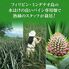【業務用】パイナップル 小玉 7玉 約5kg 甘熟王パイン / 送料無料 フルーツ 果物