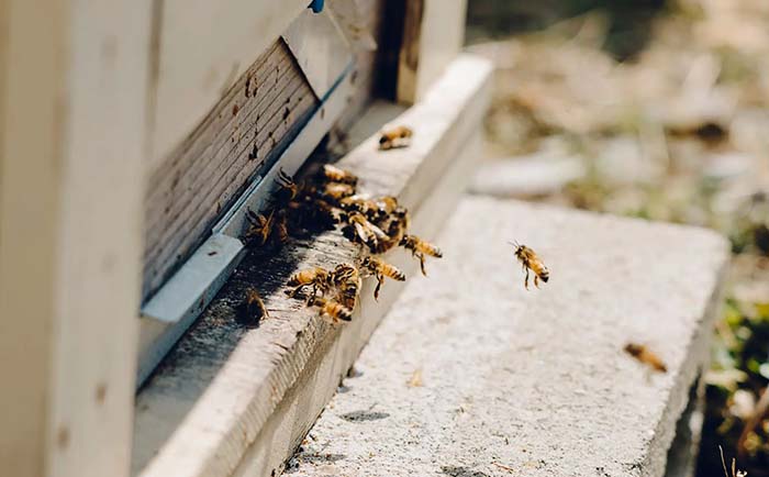 金澤やまぎし養蜂場のミツバチの写真